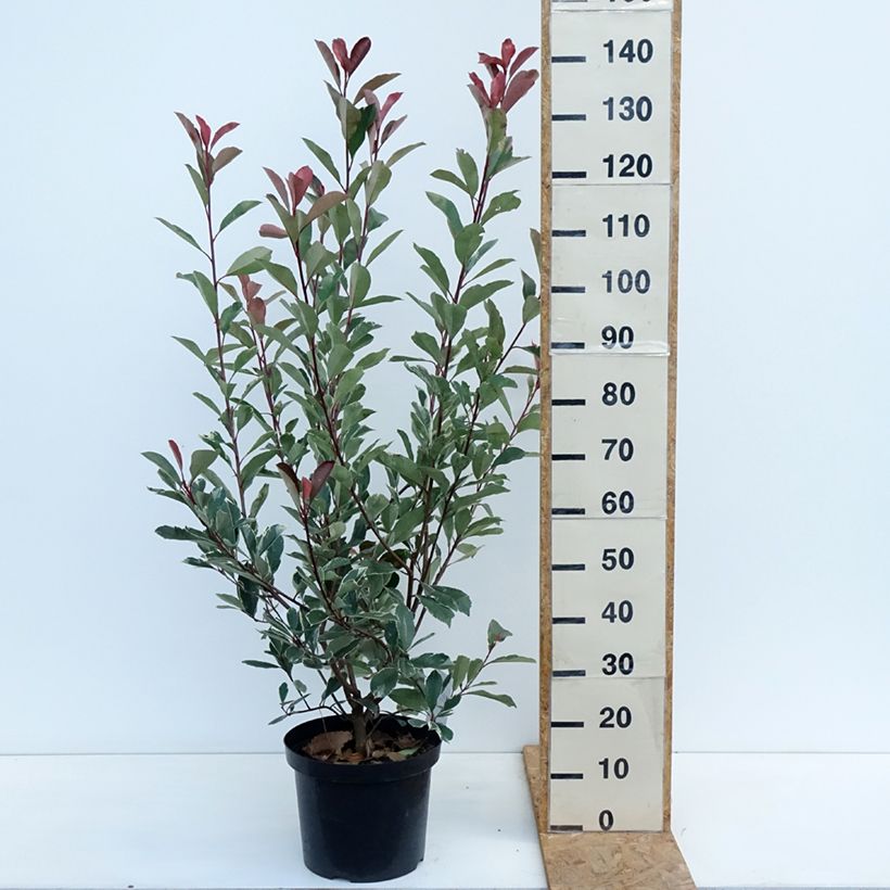 Exemplar von Rote Glanzmispel Louise - Photinia fraseri Topf mit 7,5L/10L wie im Herbst geliefert