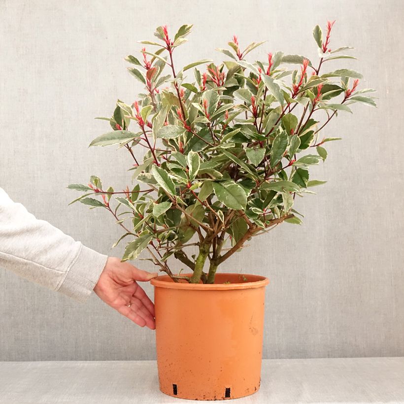 Exemplar von Rote Glanzmispel Louise - Photinia fraseri Topf mit 7,5L/10L wie im Winter geliefert