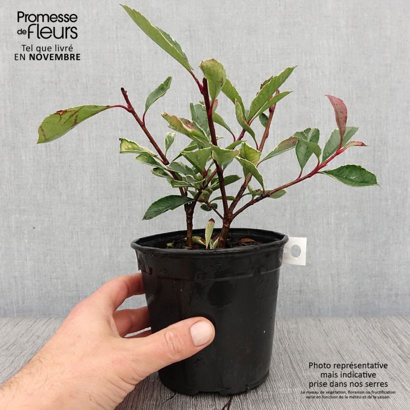 Exemplar von Weißgrüne Glanzmispel Pink Marble - Photinia fraseri Topf mit 1L/1,5L wie im Herbst geliefert
