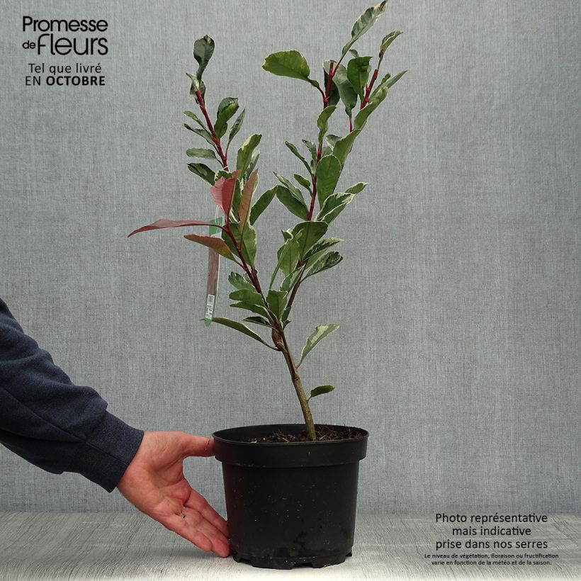 Exemplar von Weißgrüne Glanzmispel Pink Marble - Photinia fraseri Topf mit 2L/3L wie im Herbst geliefert