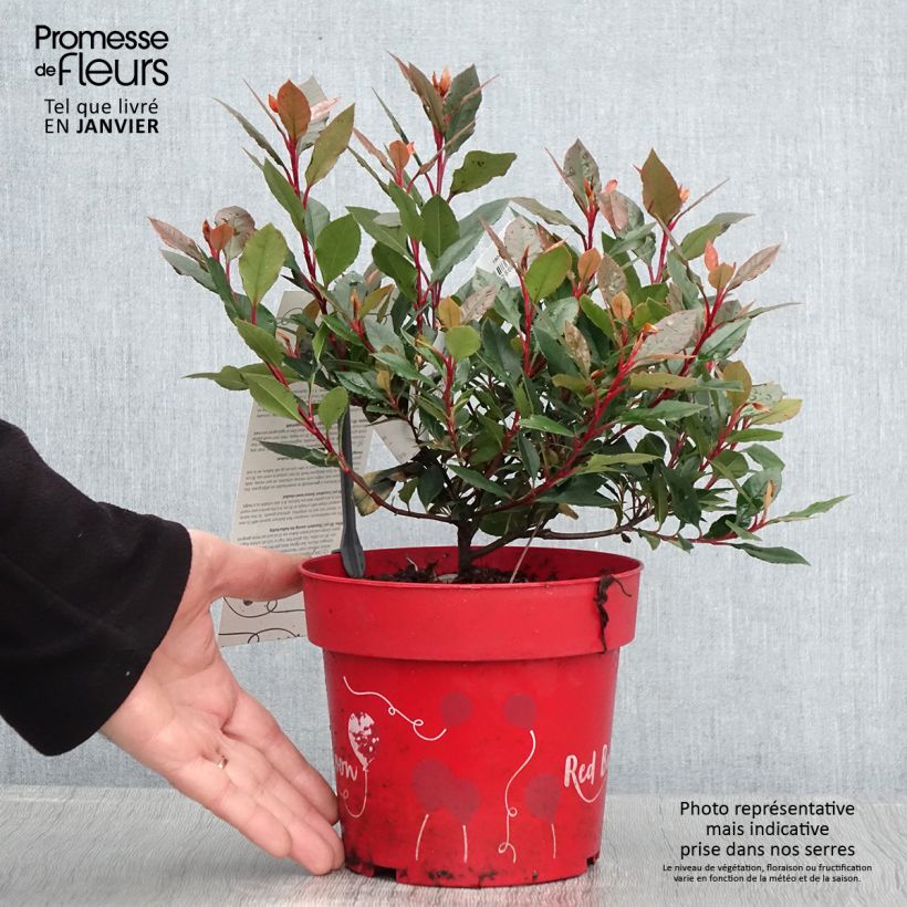 Exemplar von Rote Glanzmispel Red Ballcoon - Photinia fraseri Topf mit 2L/3L wie im Winter geliefert
