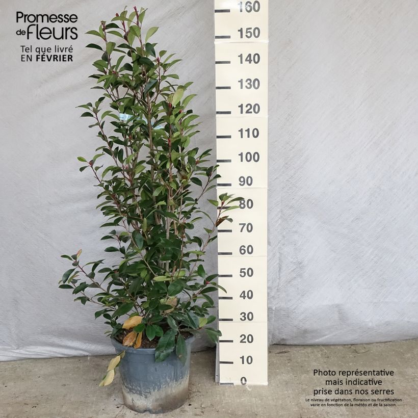 Exemplar von Rote Glanzmispel Red Robin - Photinia fraseri Topf mit 12L/15L wie im Winter geliefert