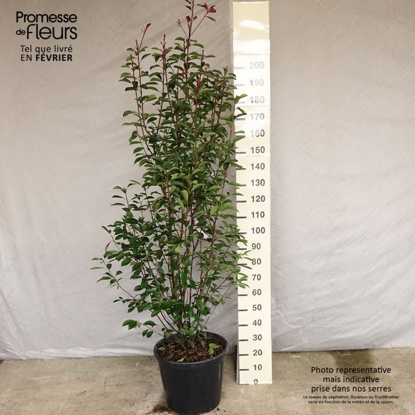 Exemplar von Rote Glanzmispel Red Robin - Photinia fraseri Topf mit 18L/20L wie im Winter geliefert