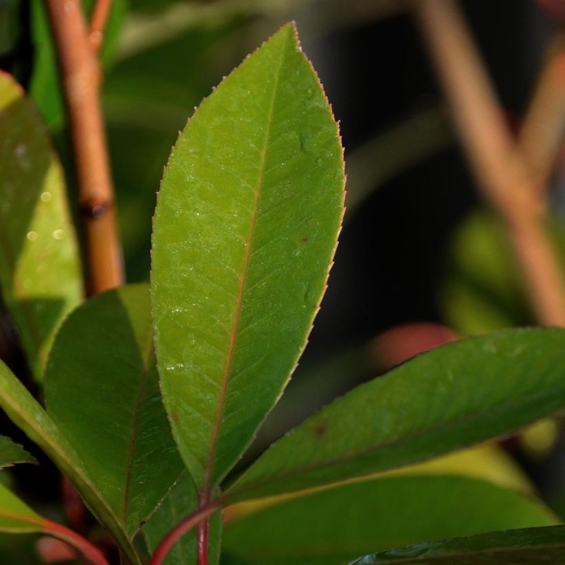 Rote Glanzmispel Red Robin - Photinia fraseri (Laub)