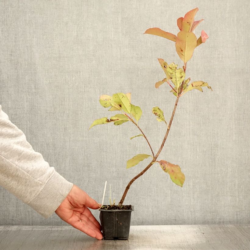 Exemplar von Rote Glanzmispel Red Robin Blood - Photinia fraseri Kleine Töpfe von 8/9 cm wie im Herbst geliefert