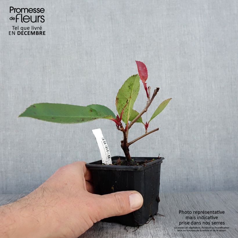 Exemplar von Rote Glanzmispel Red Robin - Photinia fraseri Kleine Töpfe von 8/9 cm wie im Herbst geliefert
