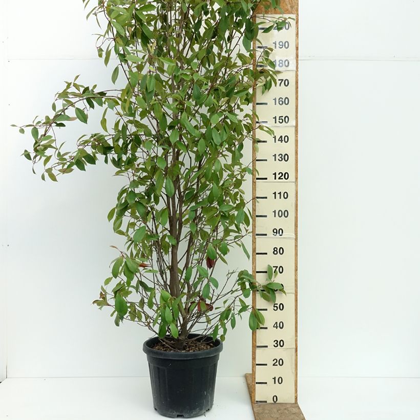 Exemplar von Rote Glanzmispel Red Robin - Photinia fraseri Topf mit 30L/35L wie im Sommer geliefert