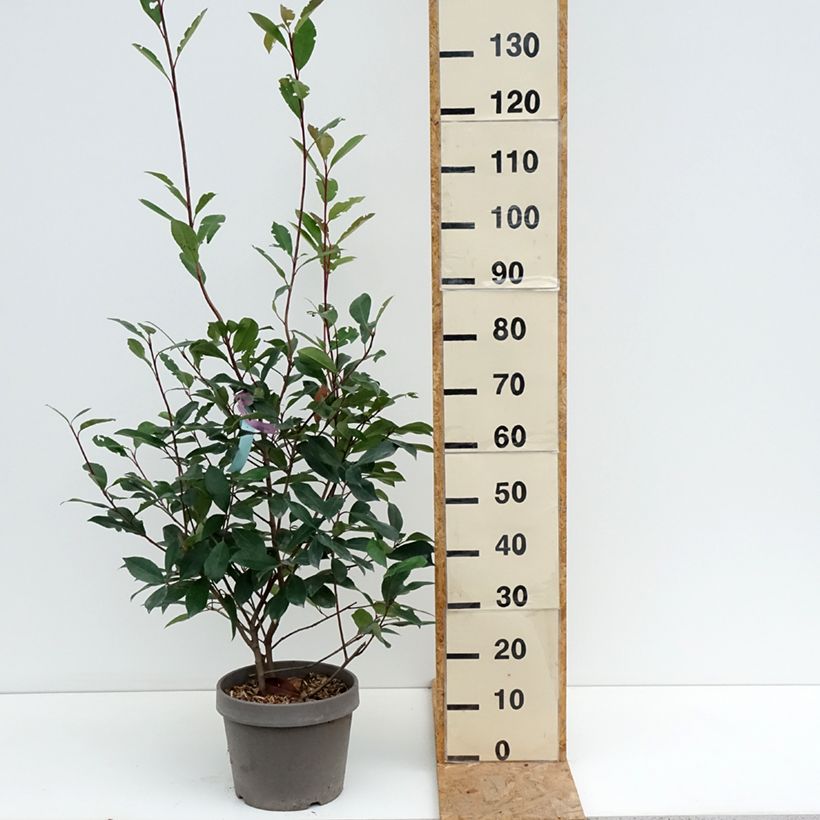 Exemplar von Rote Glanzmispel Red Robin - Photinia fraseri Topf mit 7,5L/10L wie im Sommer geliefert