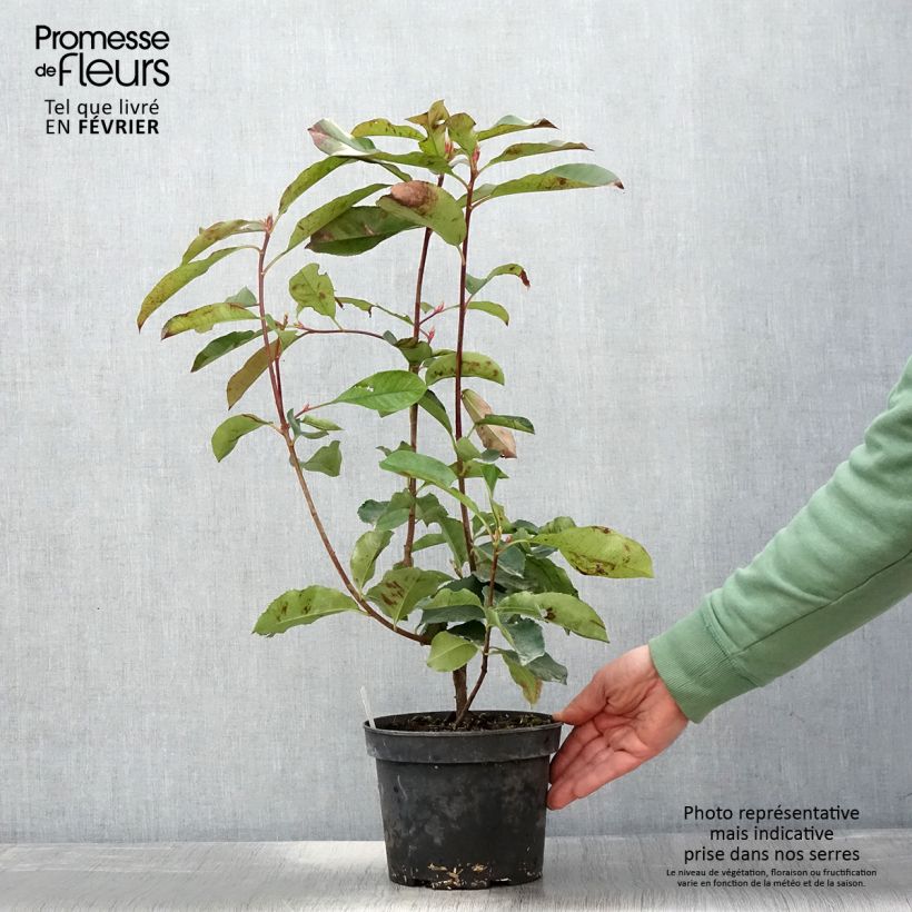 Exemplar von Rote Glanzmispel Red Select - Photinia fraseri Topf mit 3L/4L wie im Winter geliefert