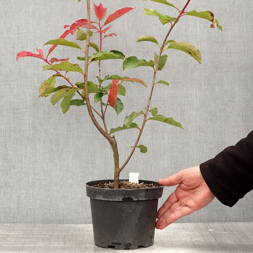 Exemplar von Rote Glanzmispel Red Select - Photinia fraseri Topf mit 3L/4L wie im Frühjahr geliefert