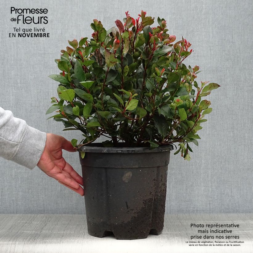 Exemplar von Photinia Little Red Robin en pot de 10L wie im Herbst geliefert