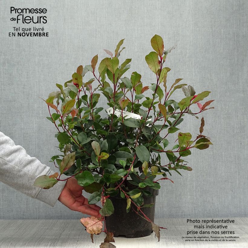 Exemplar von Zwerg Glanzmispel Little Red Robin - Photinia fraseri Topf mit 2L/3L wie im Herbst geliefert