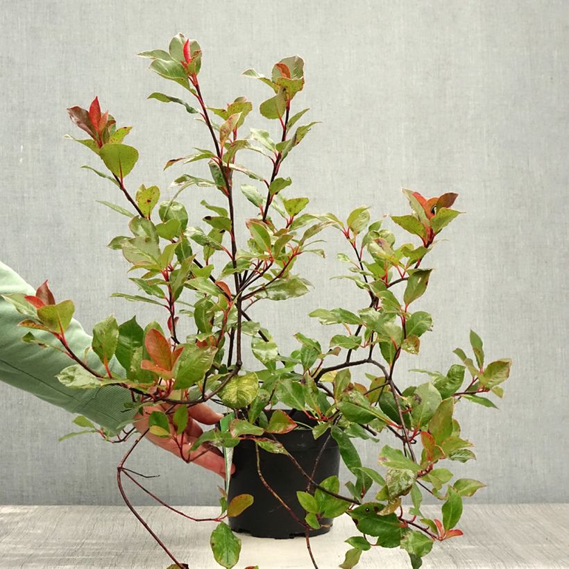Exemplar von Zwerg Glanzmispel Little Red Robin - Photinia fraseri Topf mit 2L/3L wie im Sommer geliefert