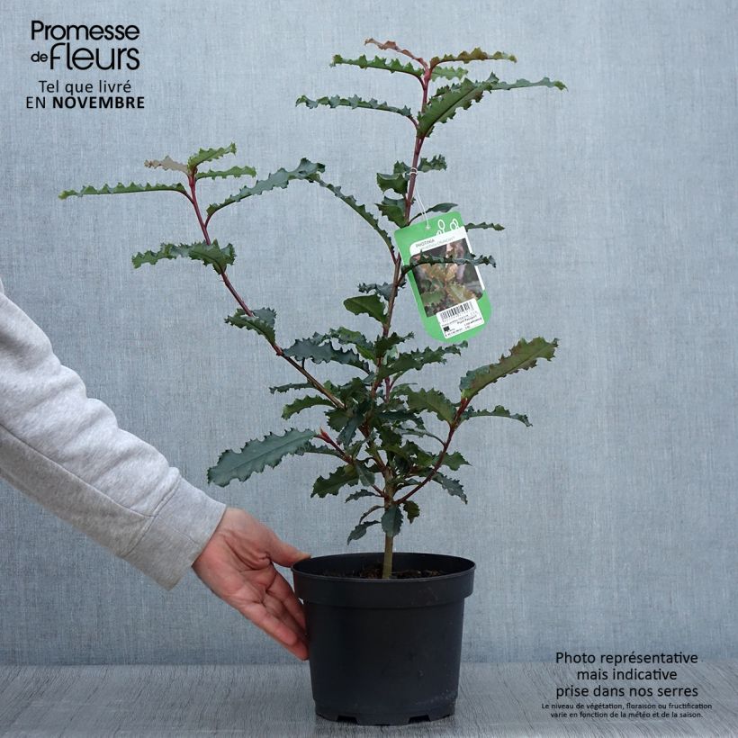 Exemplar von Photinia serratifolia Crunchy - Sägeblättrige Glanzmispel Topf mit 2L/3L wie im Herbst geliefert
