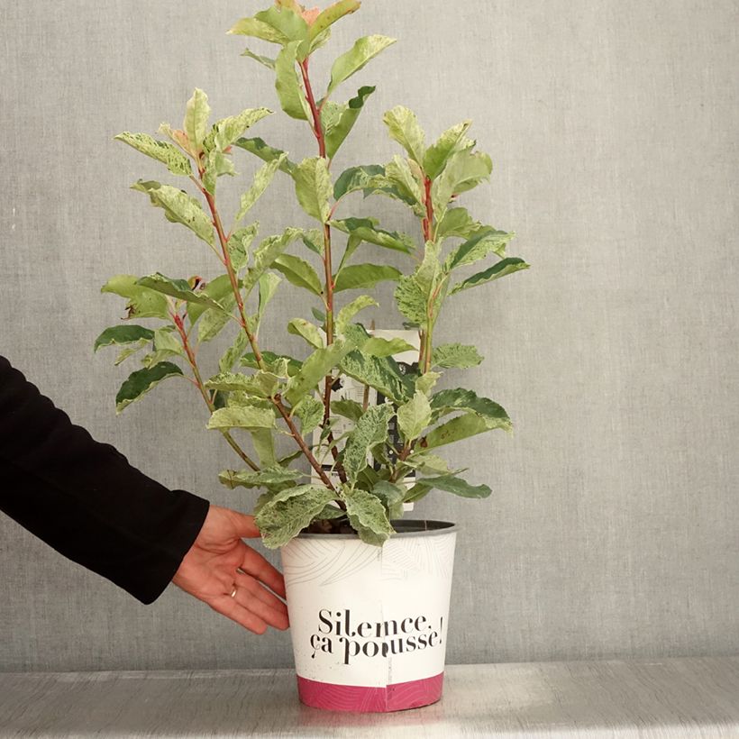 Exemplar von Photinia serratifolia Pink Crispy - Sägeblättrige Glanzmispel Topf mit 4L/5L wie im Herbst geliefert