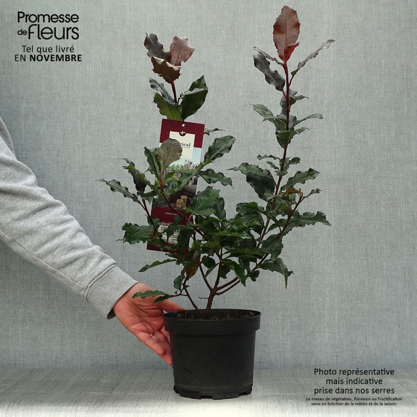 Exemplar von Rote Glanzmispel Magical Volcano - Photinia fraseri Topf mit 2L/3L wie im Herbst geliefert