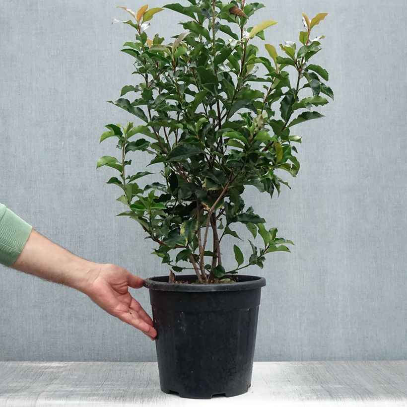 Exemplar von Rote Glanzmispel Magical Volcano - Photinia fraseri Topf mit 7,5L/10L wie im Sommer geliefert