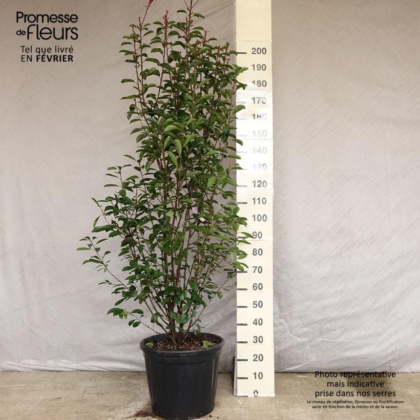 Exemplar von Rote Glanzmispel Red Robin - Photinia fraseri Topf mit 50L/55L wie im Herbst geliefert