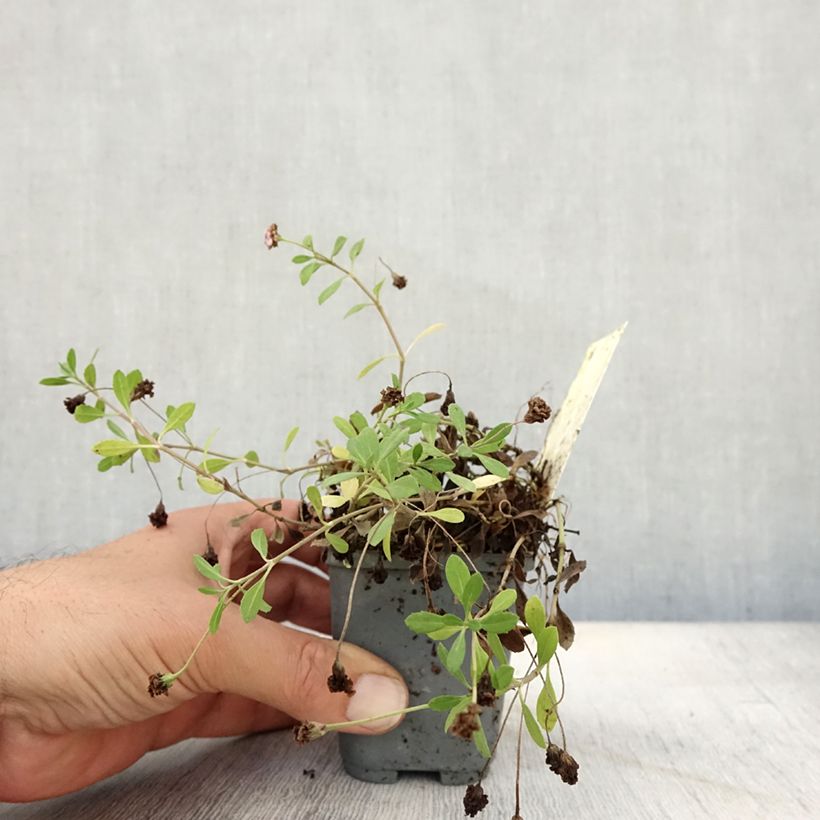 Exemplar von Phyla nodiflora var. canescens - Teppichverbene Kleine Töpfe von 7/8 cm wie im Herbst geliefert