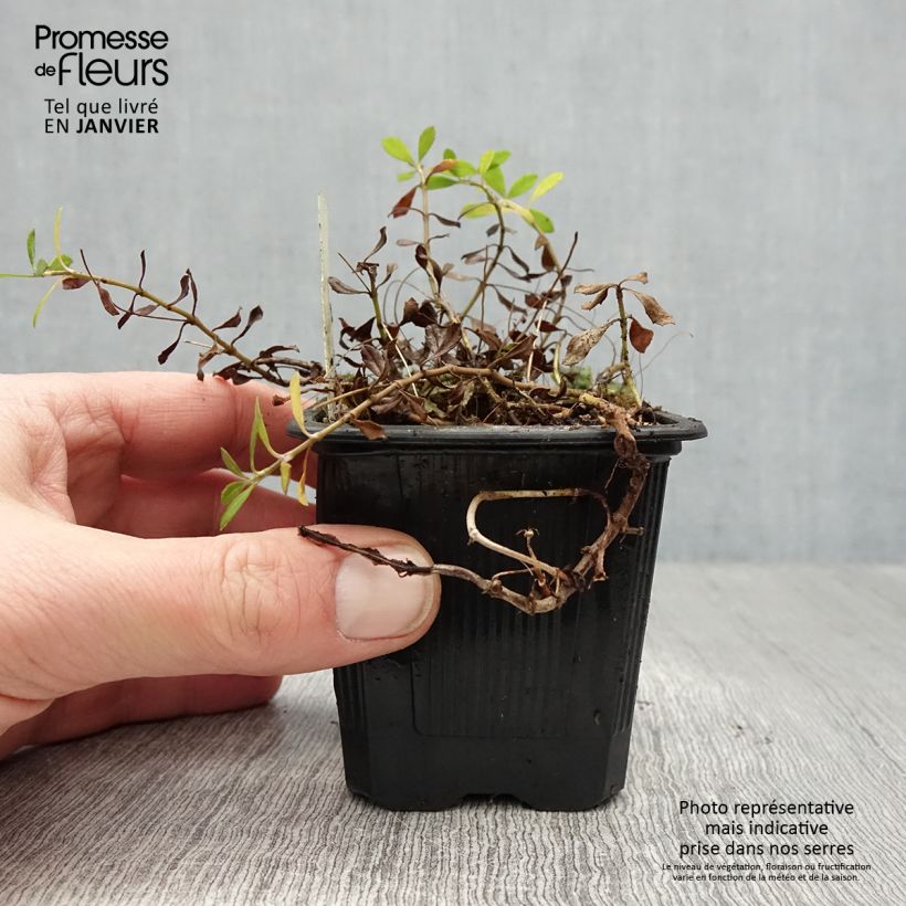 Exemplar von Phyla nodiflora var. canescens - Teppichverbene Kleine Töpfe von 7/8 cm wie im Winter geliefert