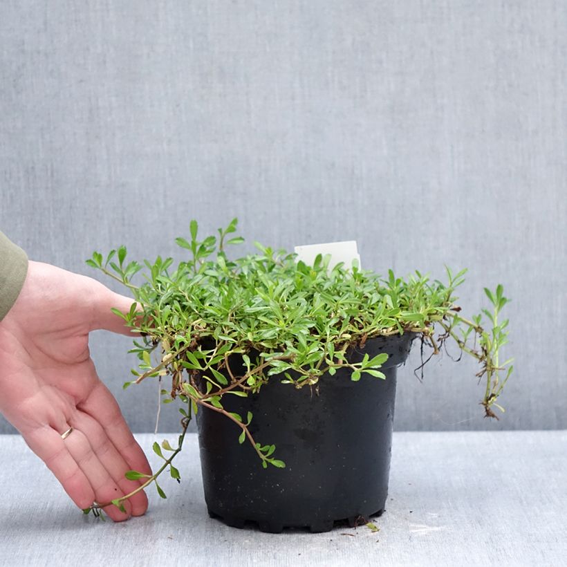 Exemplar von Phyla nodiflora - Teppichverbene Topf mit 2L/3L wie im Winter geliefert