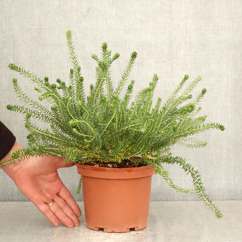 Exemplar von Phylica ericoides Topf mit 3L/4L wie im Frühjahr geliefert