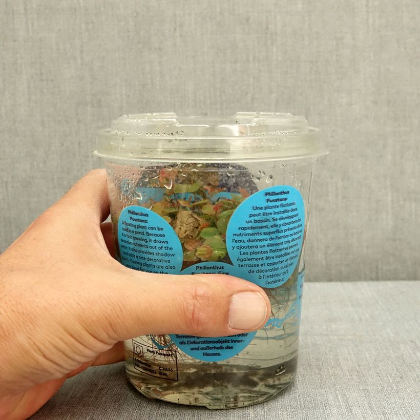 Exemplar von Phyllanthus fluitans - Schwimmende Wolfsmilch Box wie im Sommer geliefert