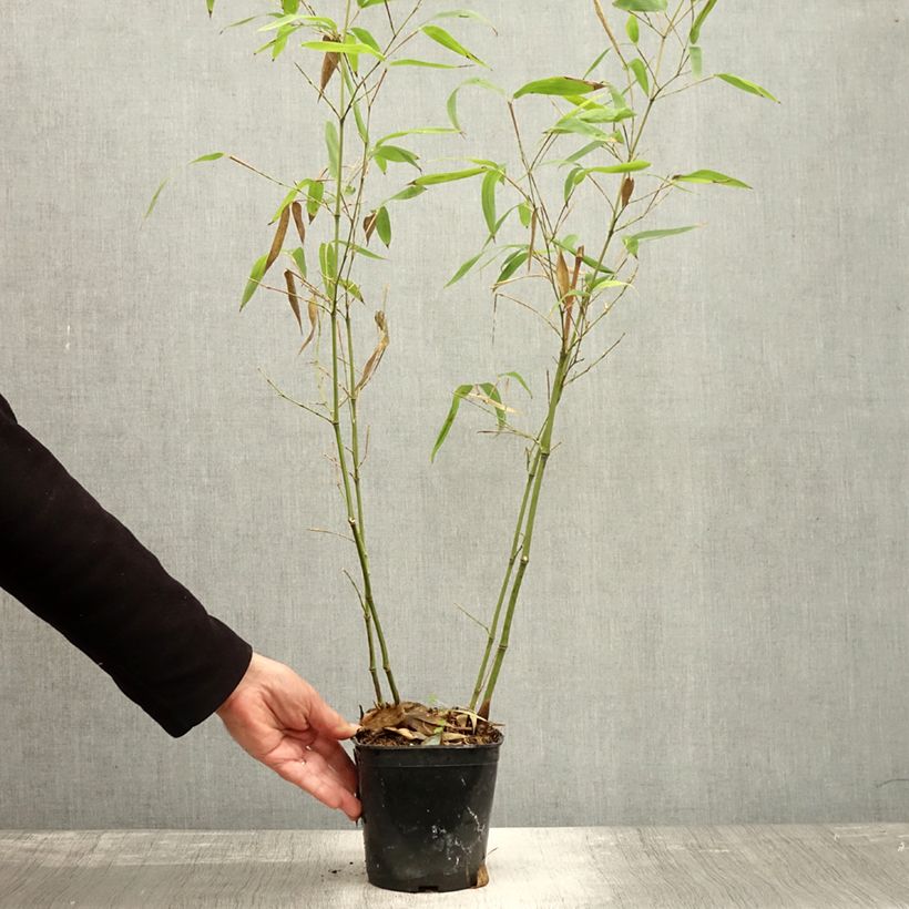Exemplar von Schwarzer Knospenbambus Green Perfume - Phyllostachys atrovaginata Topf mit 2L/3L wie im Herbst geliefert