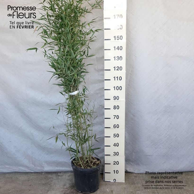 Exemplar von Goldrohr Bambus Holochrysa - Phyllostachys aurea Topf mit 12L/15L wie im Winter geliefert