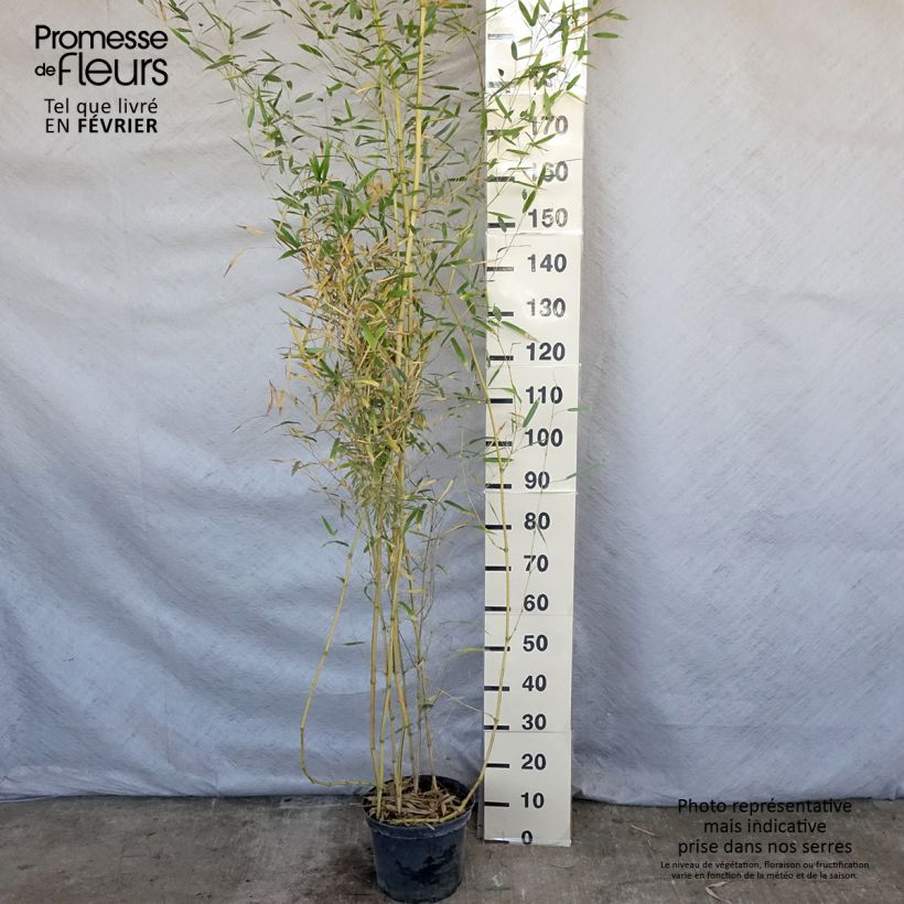 Exemplar von Rauher Gelbrinnen-Bambus Spectabilis - Phyllostachys aureosulcata Topf mit 4L/5L wie im Winter geliefert