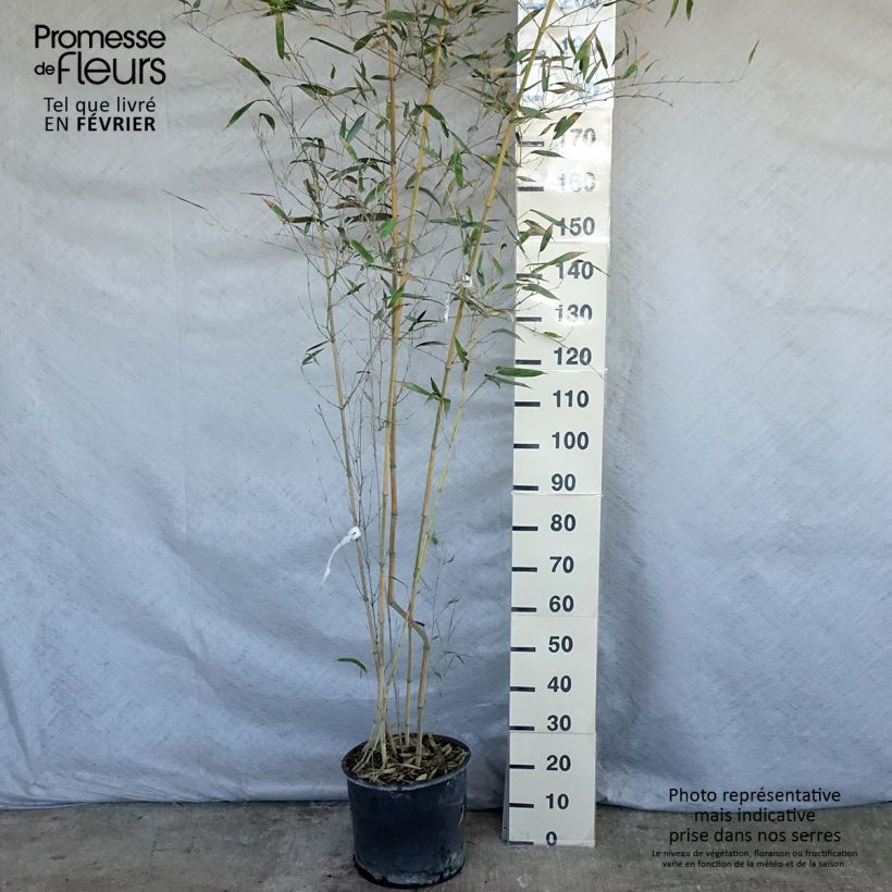 Exemplar von Rauher Gelbrinnen-Bambus Spectabilis - Phyllostachys aureosulcata Topf mit 7,5L/10L wie im Winter geliefert