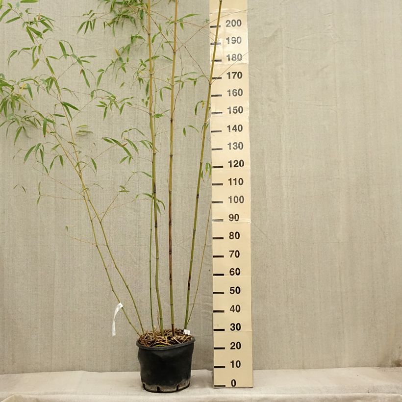 Exemplar von Gebogener Bambus - Phyllostachys flexuosa Topf mit 12L/15L wie im Herbst geliefert