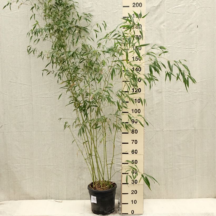 Exemplar von Gebogener Bambus - Phyllostachys flexuosa Topf mit 12L/15L wie im Frühjahr geliefert