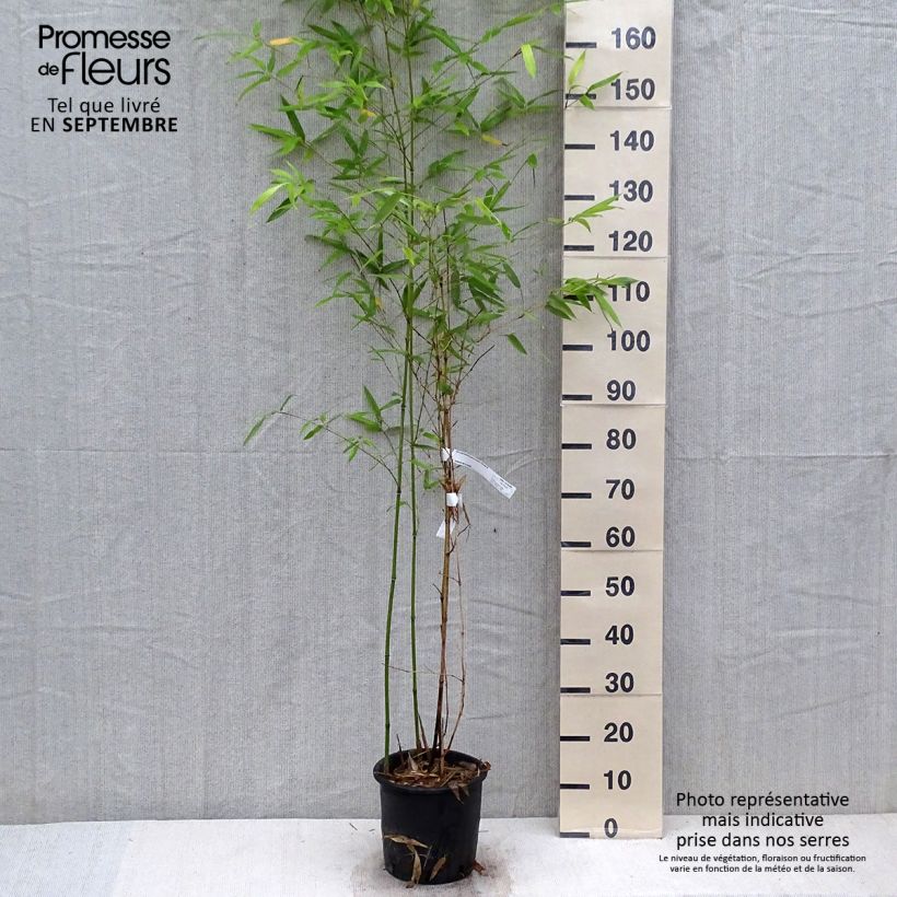 Exemplar von Blauer Bambus - Phyllostachys glauca Topf mit 4L/5L wie im Herbst geliefert