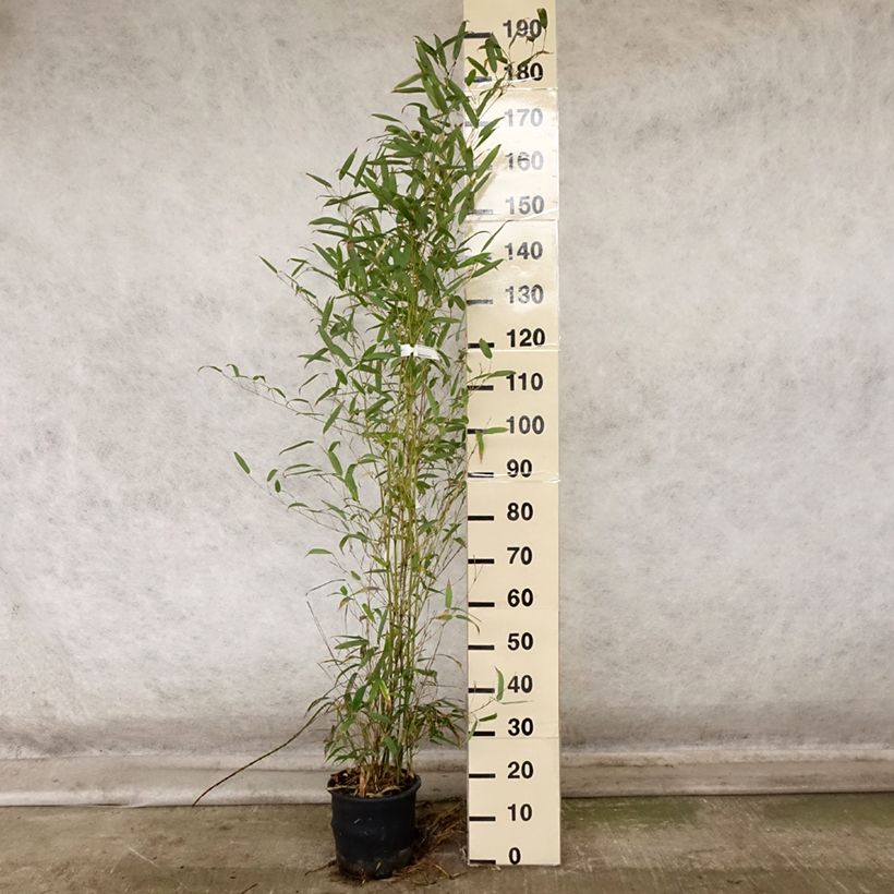 Exemplar von Wasserbambus - Phyllostachys heteroclada Topf mit 4L/5L wie im Herbst geliefert