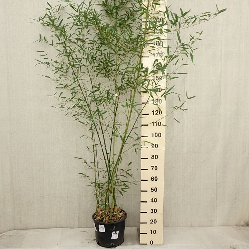 Exemplar von Kleinblütiger Bambus - Phyllostachys parviflora Topf mit 12L/15L wie im Herbst geliefert