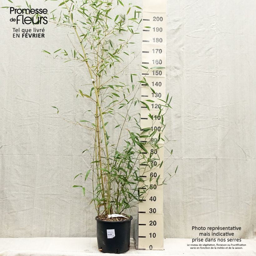 Exemplar von Kleinblütiger Bambus - Phyllostachys parviflora Topf mit 12L/15L wie im Winter geliefert