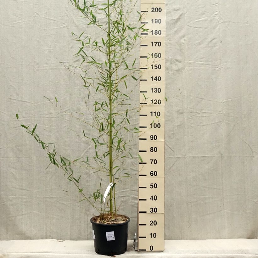 Exemplar von Kleinblütiger Bambus - Phyllostachys parviflora Topf mit 12L/15L wie im Frühjahr geliefert