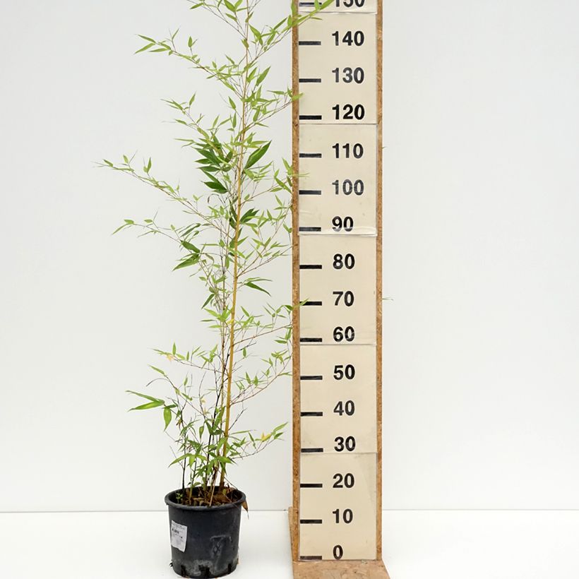Exemplar von Gelber Furchen Bambus Sulphurea - Phyllostachys viridis Topf mit 4L/5L wie im Sommer geliefert