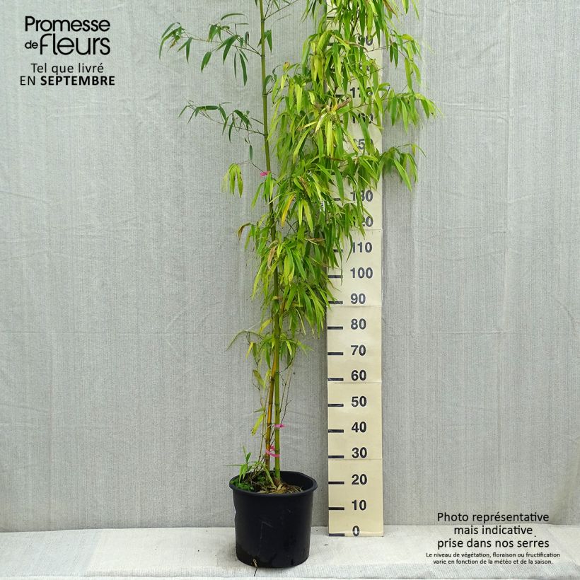 Exemplar von Gelber Furchen Bambus Huangwenzhu - Phyllostachys vivax Topf mit 12L/15L wie im Herbst geliefert
