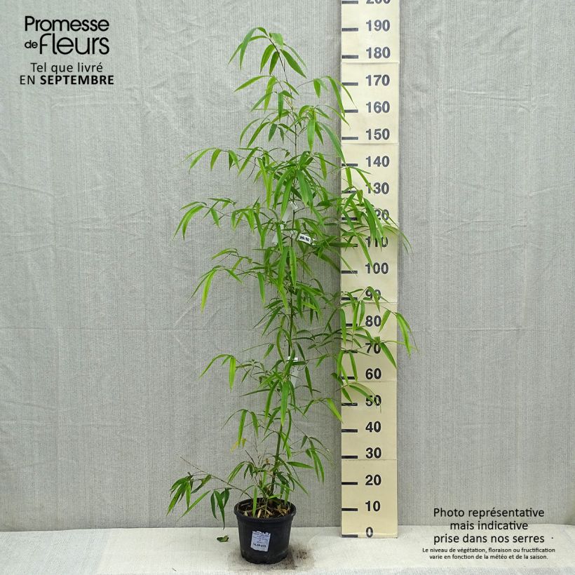 Exemplar von Gelber Furchen Bambus Huangwenzhu - Phyllostachys vivax Topf mit 4L/5L wie im Herbst geliefert