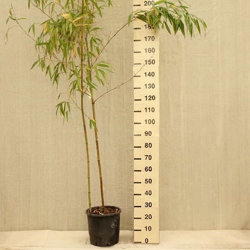 Exemplar von Gelber Furchen Bambus MacClure - Phyllostachys vivax Topf mit 12L/15L wie im Herbst geliefert