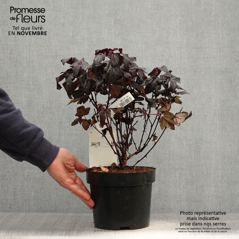 Exemplar von Blasenspiere Rubella - Physocarpus Topf mit 2L/3L wie im Herbst geliefert