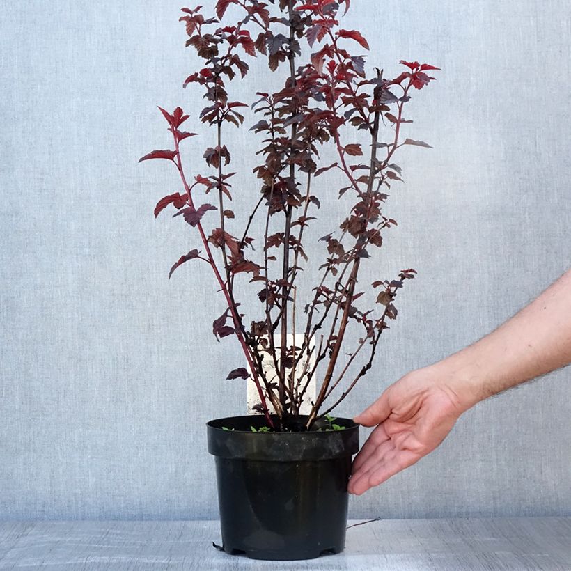 Exemplar von Blasenspiere Rubella - Physocarpus Topf mit 2L/3L wie im Sommer geliefert