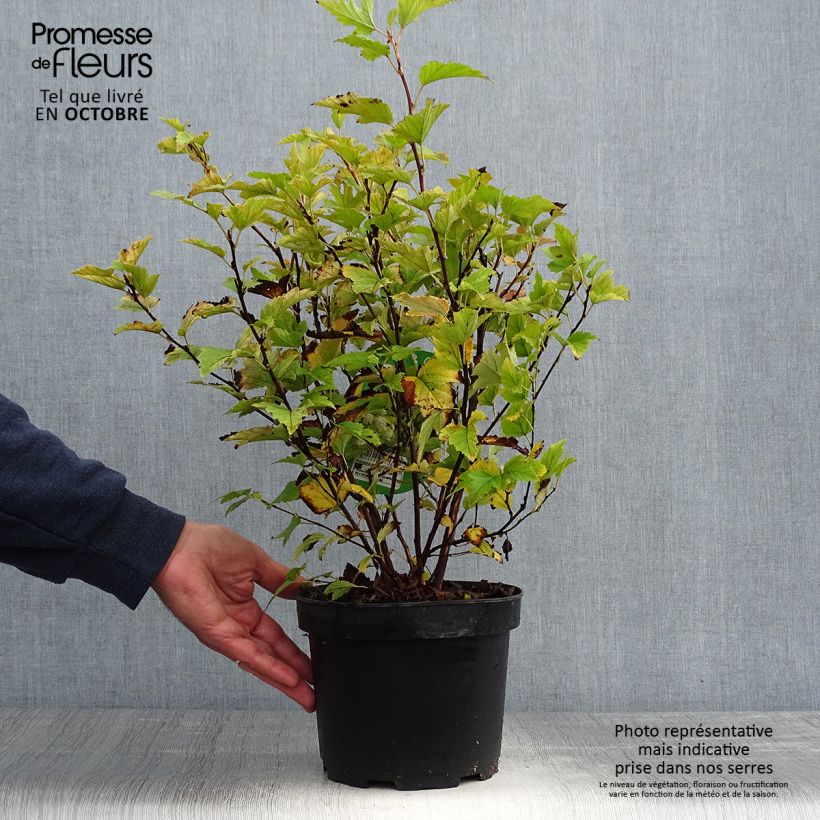 Exemplar von Gelbe Blasenspiere Dart's Gold - Physocarpus Topf mit 3L/4L wie im Herbst geliefert