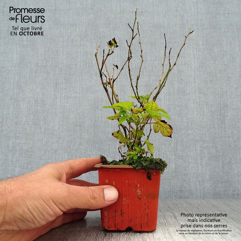 Exemplar von Gelbe Blasenspiere Dart's Gold - Physocarpus Kleine Töpfe von 8/9 cm wie im Herbst geliefert