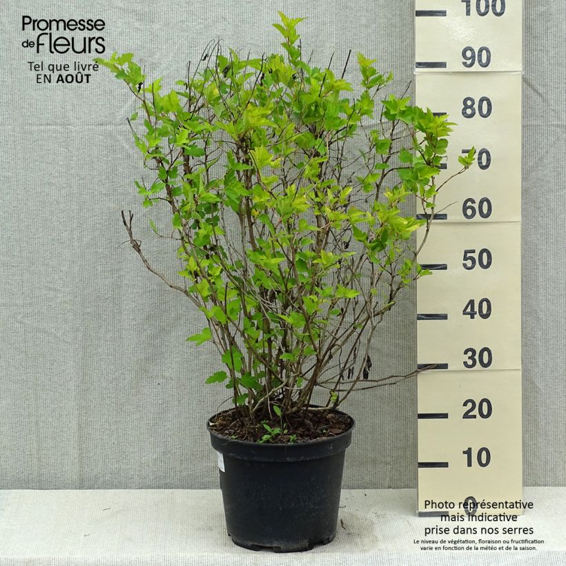 Exemplar von Gelbe Blasenspiere Dart's Gold - Physocarpus Topf mit 6L/7L wie im Sommer geliefert