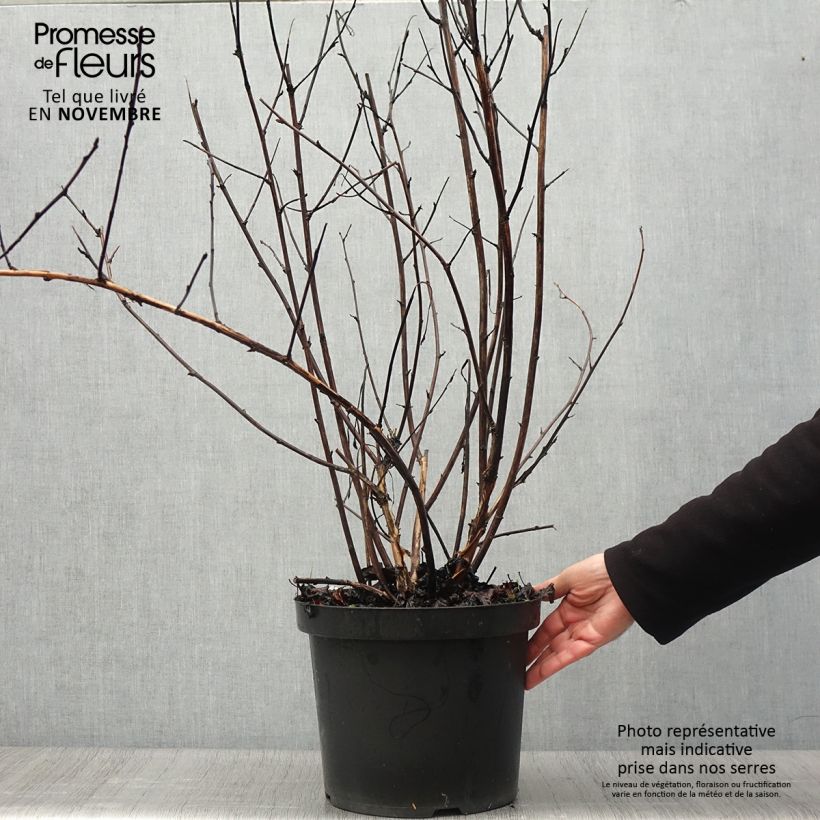Exemplar von Blasenspiere Midnight - Physocarpus Topf mit 7,5L/10L wie im Herbst geliefert