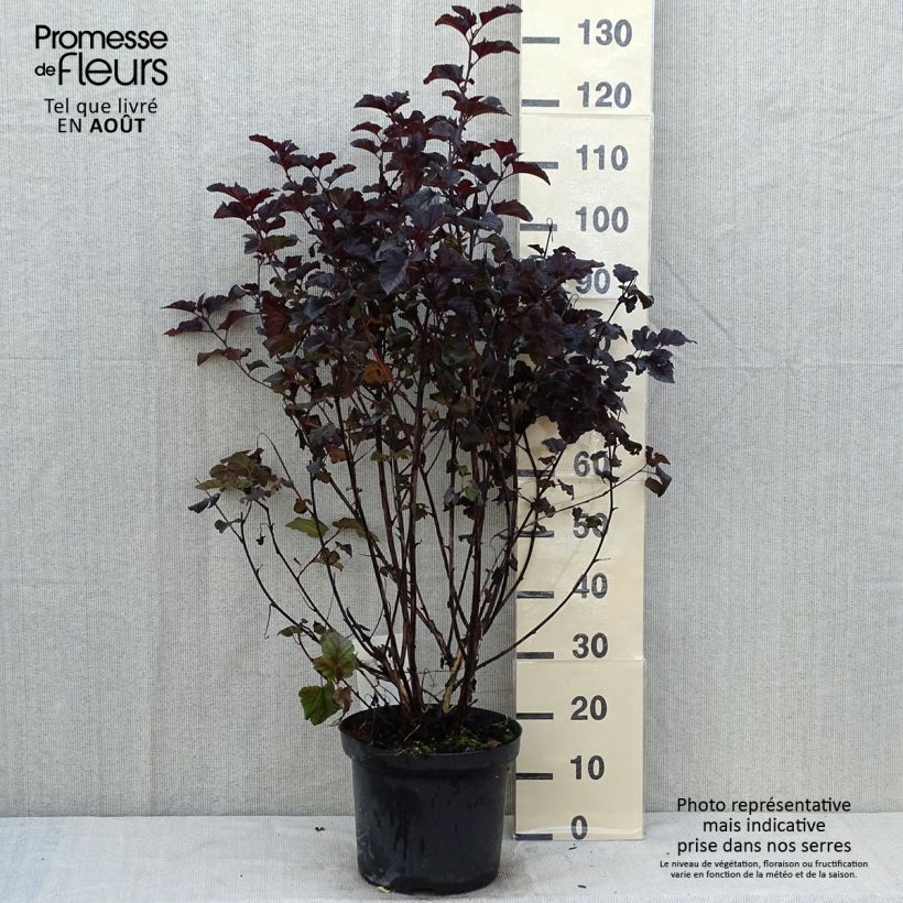 Exemplar von Blasenspiere Midnight - Physocarpus Topf mit 7,5L/10L wie im Sommer geliefert