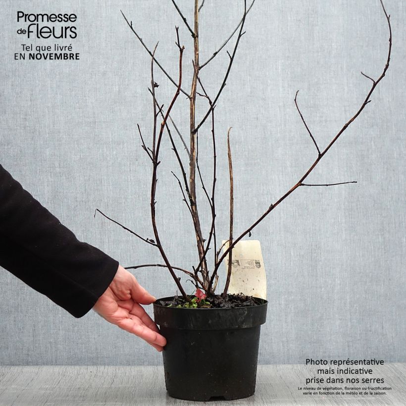 Exemplar von Blasenspiere Midnight - Physocarpus Topf mit 3L/4L wie im Herbst geliefert